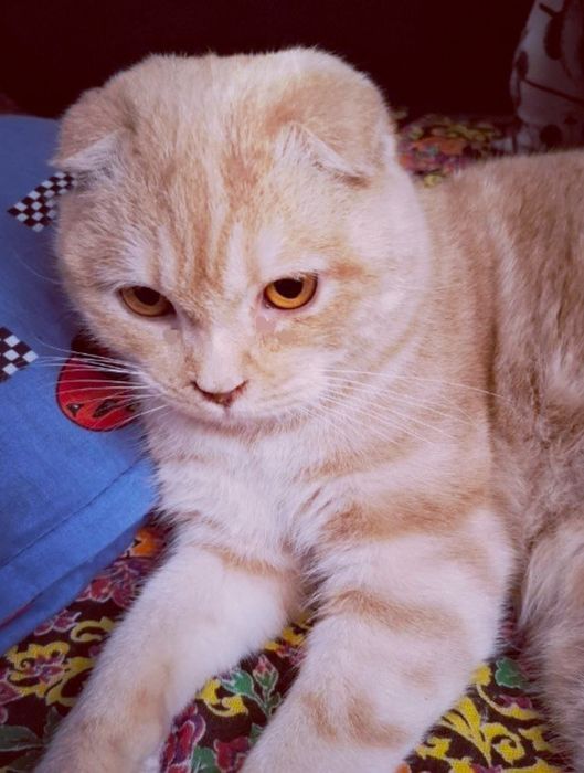 Весла ухий парадистий кот