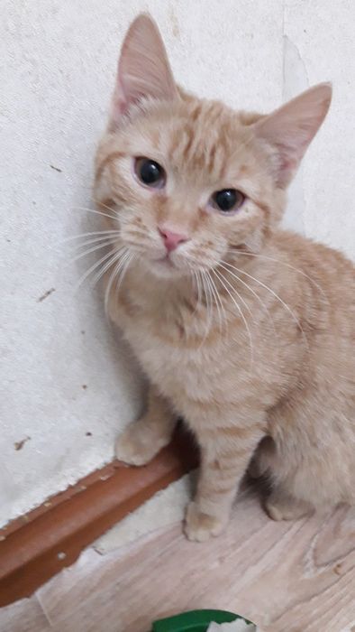 Молодая кошечка подросток отдам