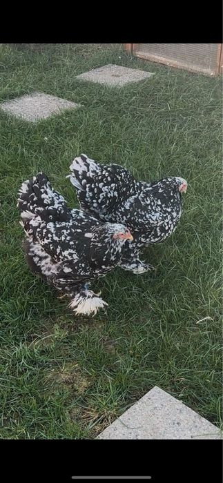 Brahma hd hda columbia bobat portelan