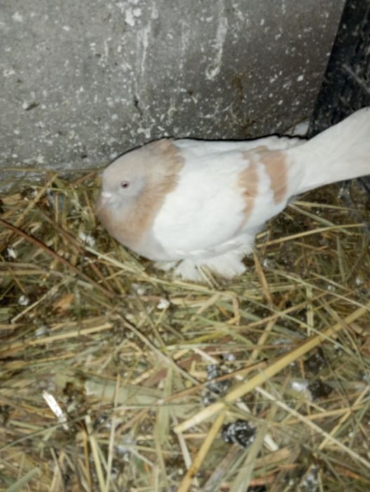 Продам пару тасманов и сиреневый самец