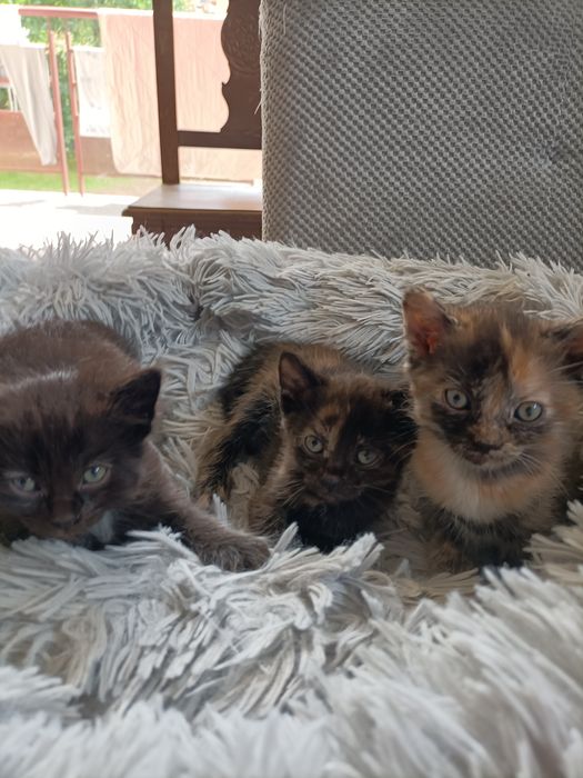 Pisici spre adopție