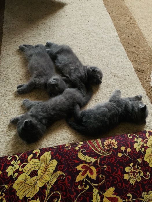 Скотиш фолд 2 ойлик