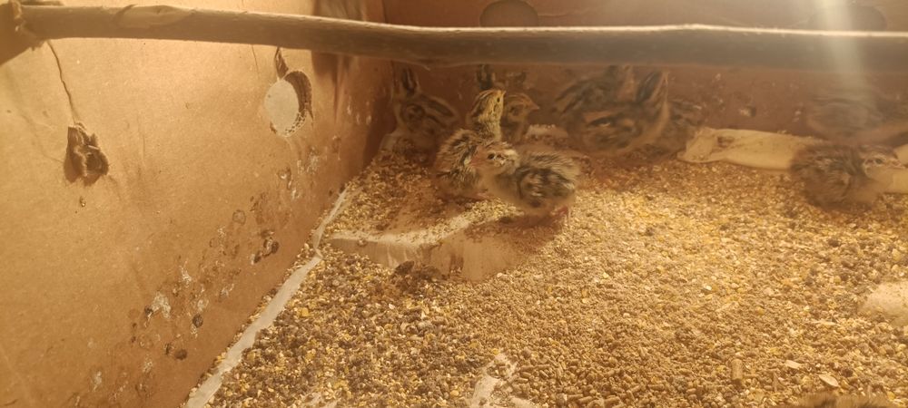 Италия бедоналари