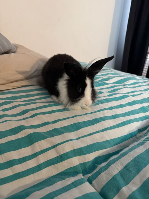 Iepure pitic cu cusca de vanzare