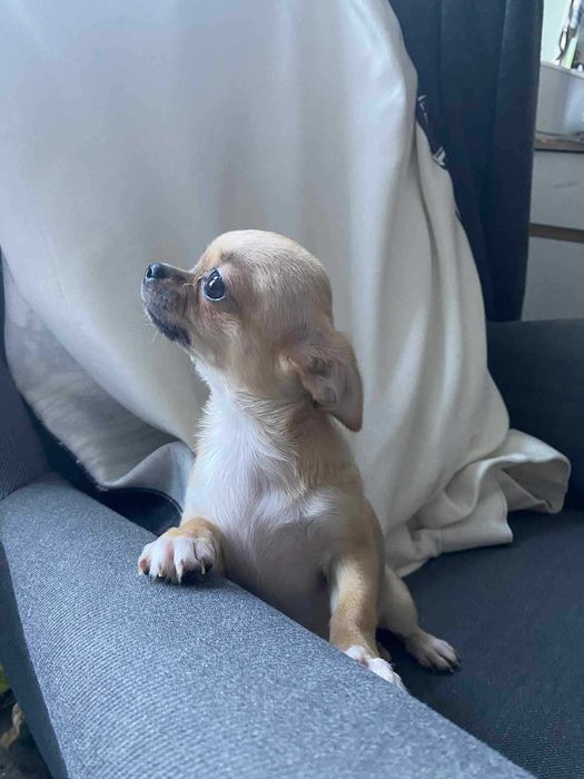 Чистокръвни Чихуахуа