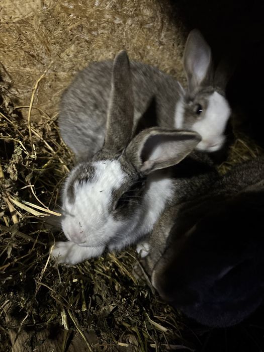 De vanzare un mascul