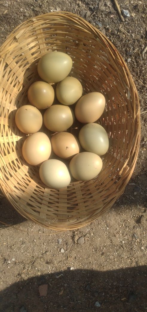 Инкубационное яйцо фазана купить