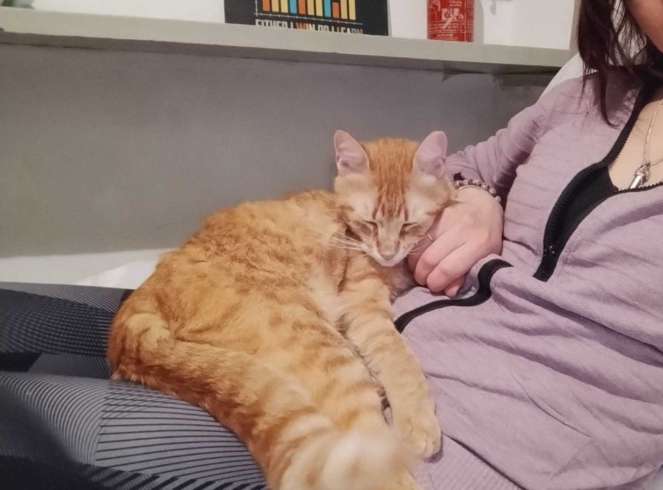 Коте Шефа търси истински дом