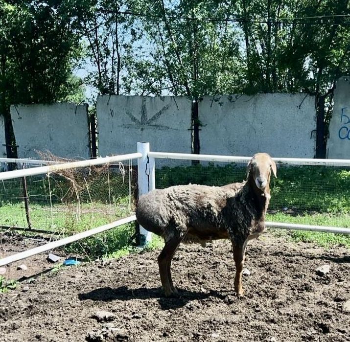 Кочкар гисарский