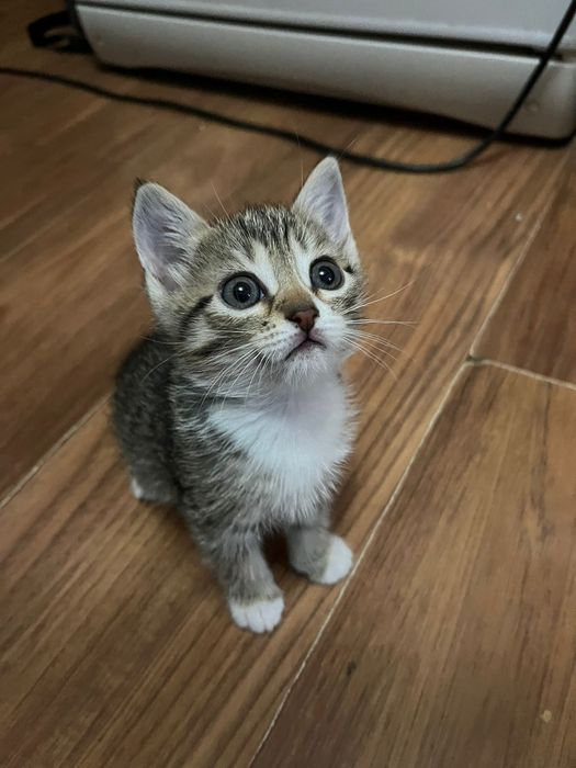 Отдам котят даром