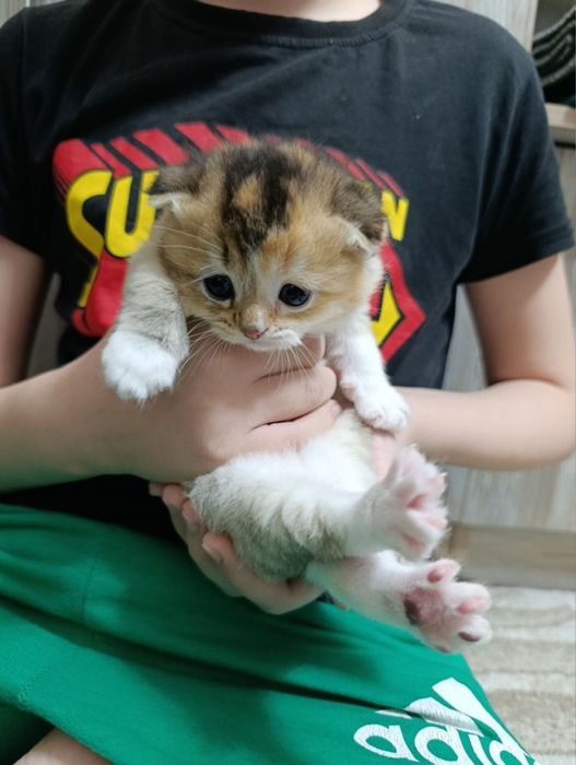 Zalatistiy shinshilla