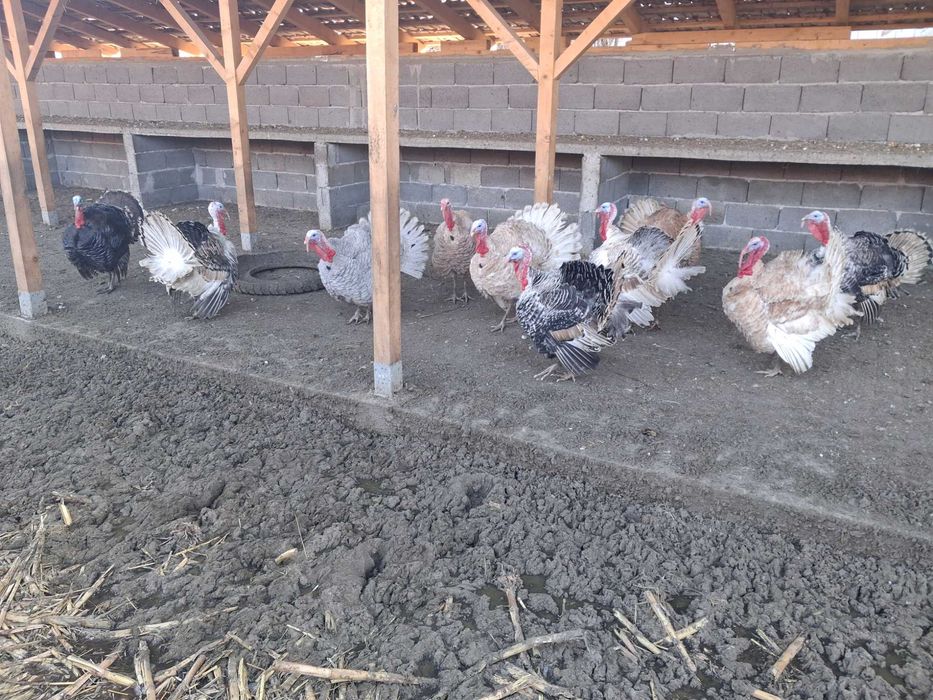 Vând curcani, cocoși, iepuri, porumbei, rățoi, bibilici