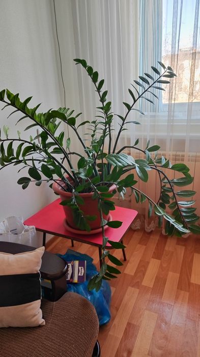 Продам комнатные цветы не дорого,