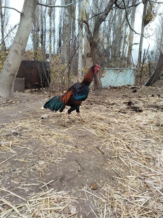 Хороз сотилади  зоти тоза