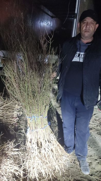 Mevali koʻchatlar qayragʻoch Gujum