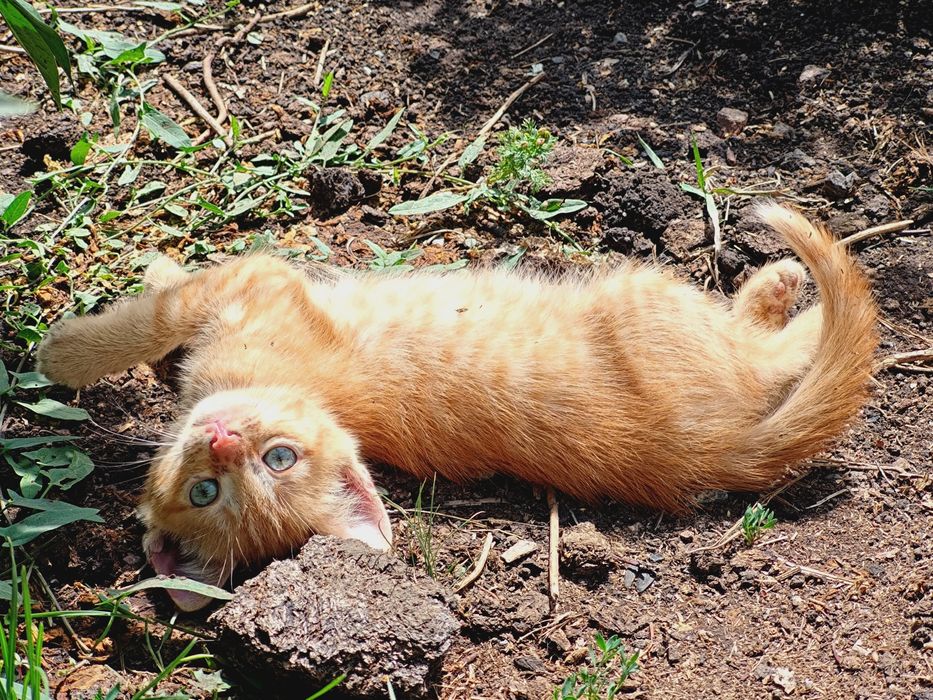 Отдам котят в хорошие руки