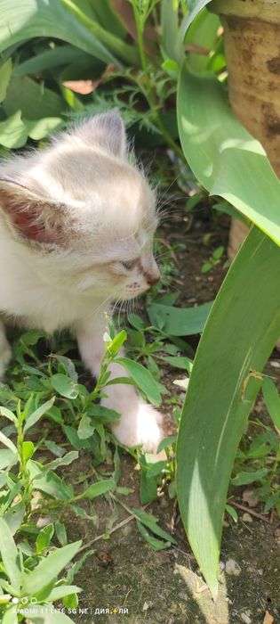 Отдам  котят в хорошие руки