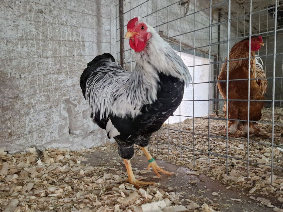 Wyandotte pitic argintiu cu benzi duble