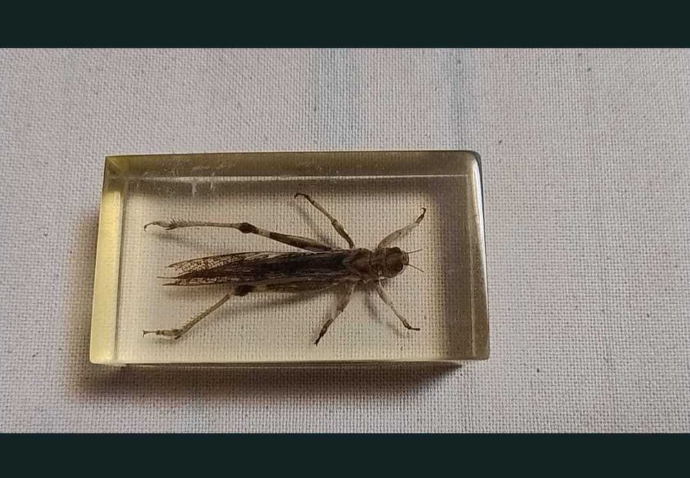 Insecte reale conservate în rășină sintetică - seria de la Deagostini