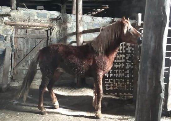 Откормленный донен жирный