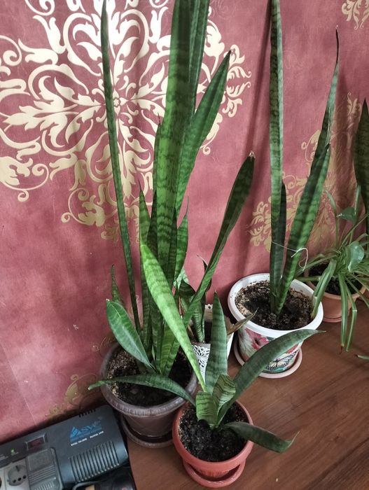 Домашние цветы. Разные