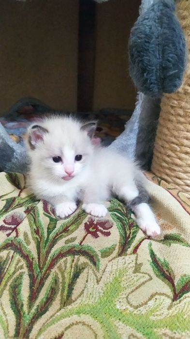 Недорого котята.