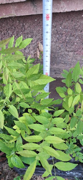 Вистерия/ глициния