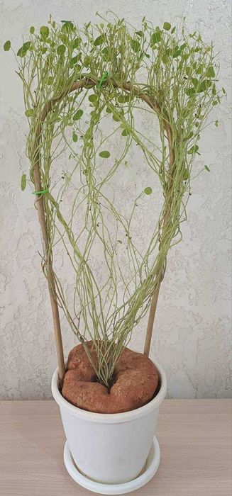 Стефания Суккулент