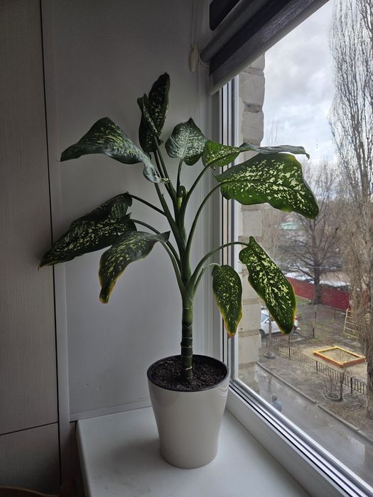 Продам цветок Диффенбахию