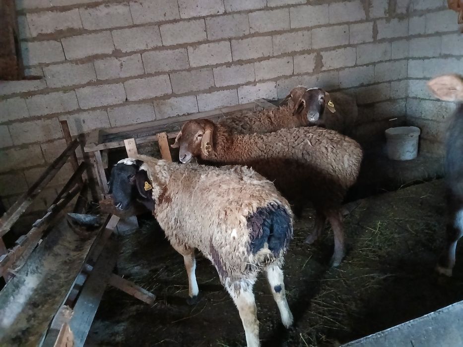 Продам токтушек 4 штуки