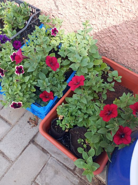 РАСПРОДАЮ ампельную петунию