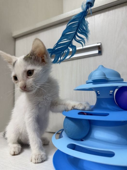 Пристратвается котенок в добрые руки
