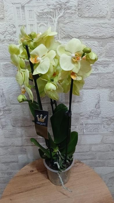 Цветы домашние . Комнатные цветы