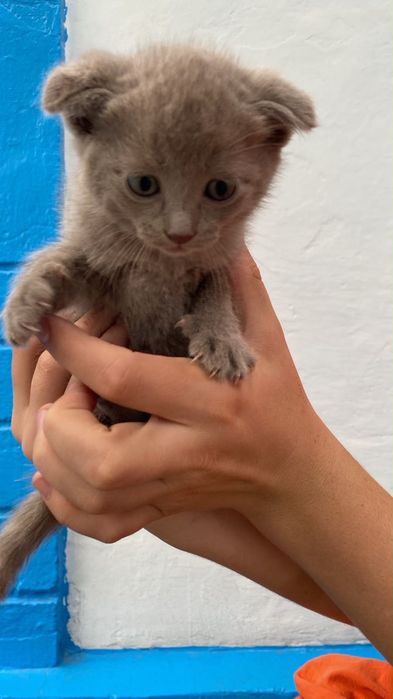 Отдам котят в хорошие руки