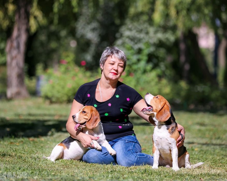 Щенок бигля мальчик