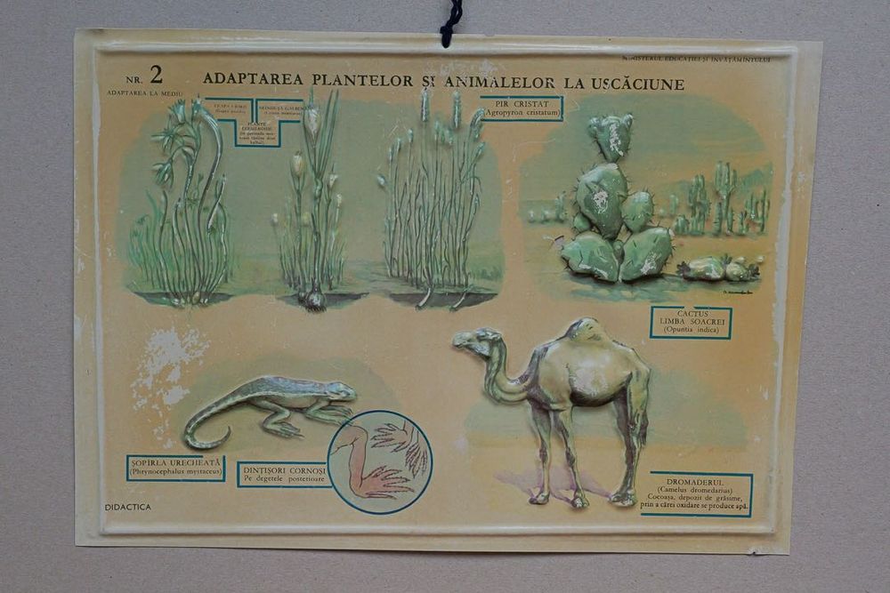 Lot 8 Planșe Didactice Relief - Colecție "Didactica" anii '70-80