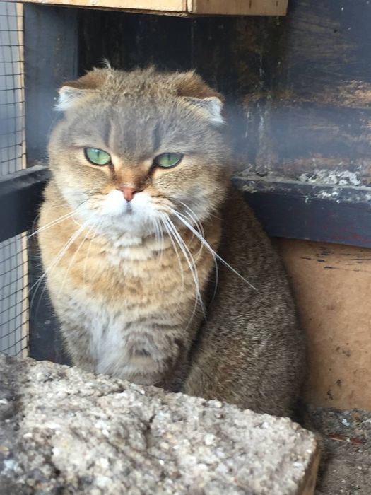 Красивый домашний кот с зелёными глазами