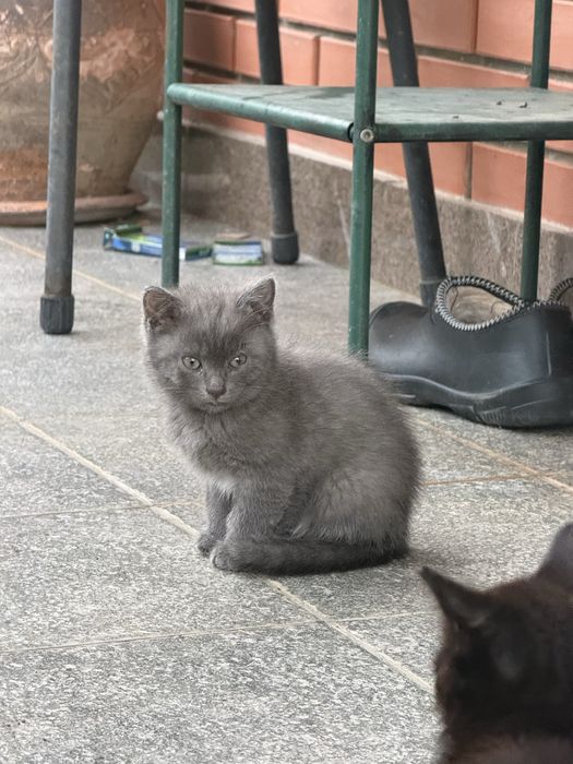 Котята бесплатно