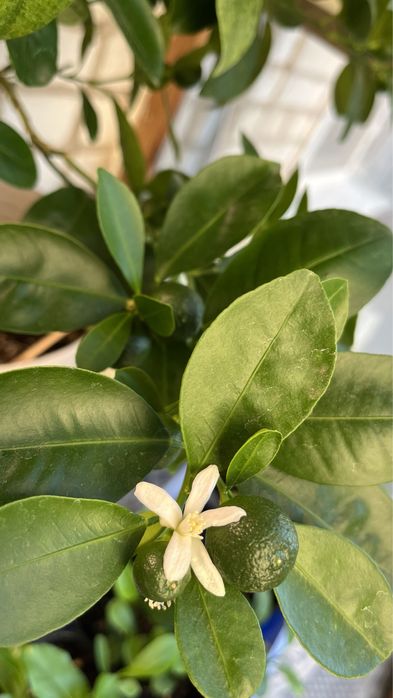 мандарин и лимон привитый от плодоносящего дерева