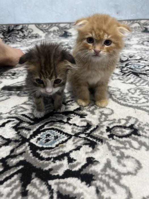 Скотиш фолд Хайланд фолд