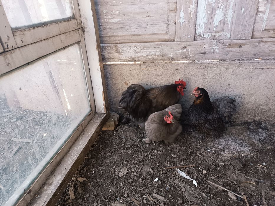 Карликтер сатылады