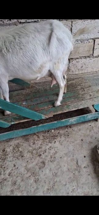 Сүтті парода ешкілер