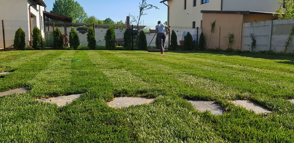 Fericirea la mp gazon tuia plante ptr gradina