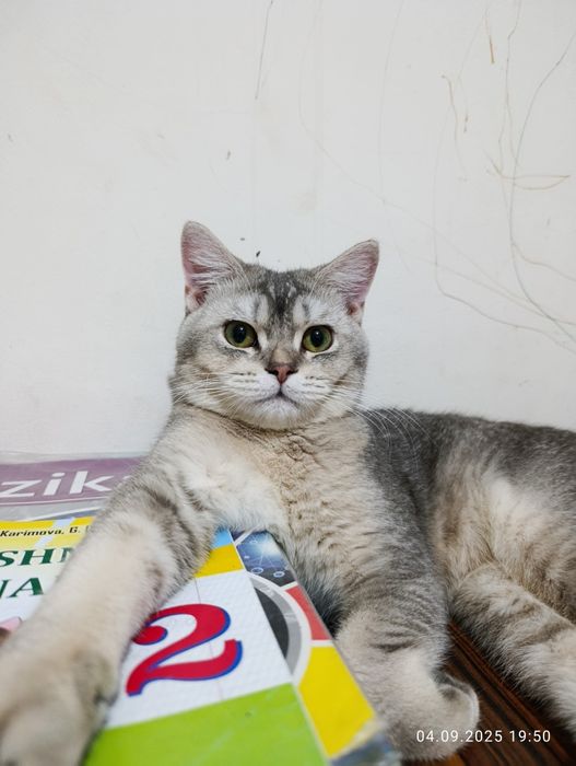 Mushuk " vyazka yani qoʻshishga "