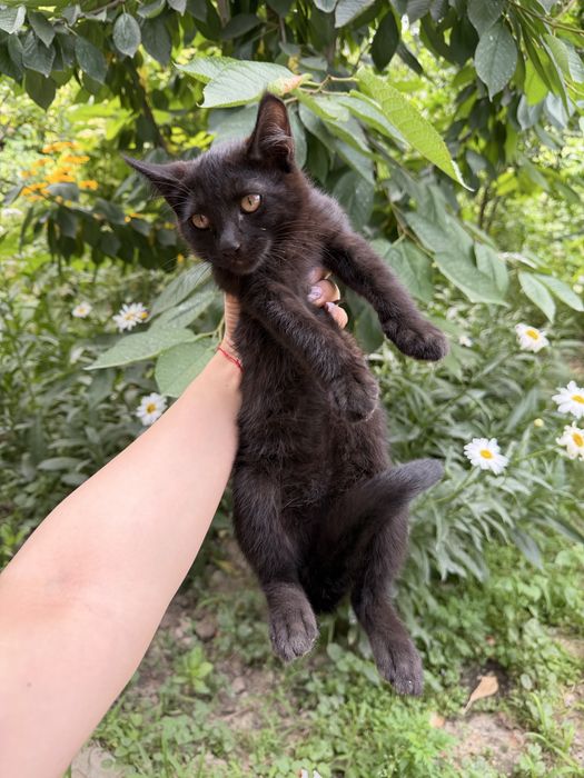 котята бесплатно, домашние