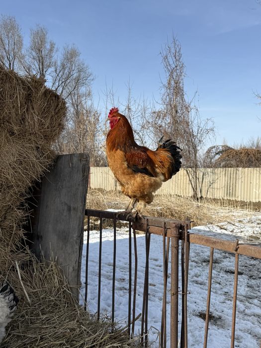 Продам петухов брамы