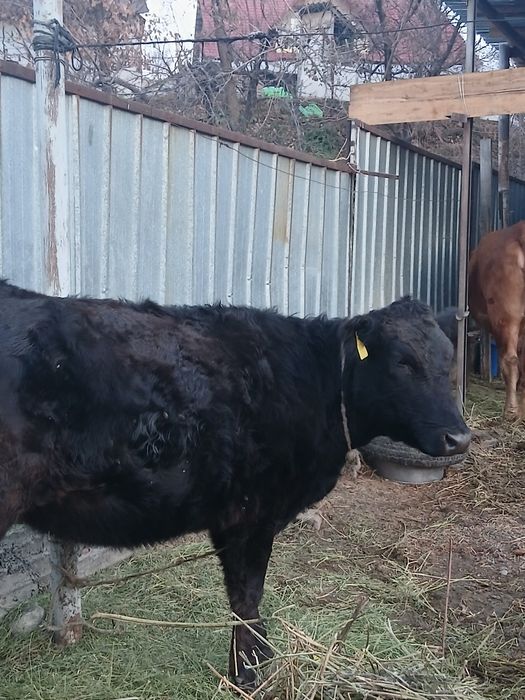 Телочка Ангус/Құнажын Ангус