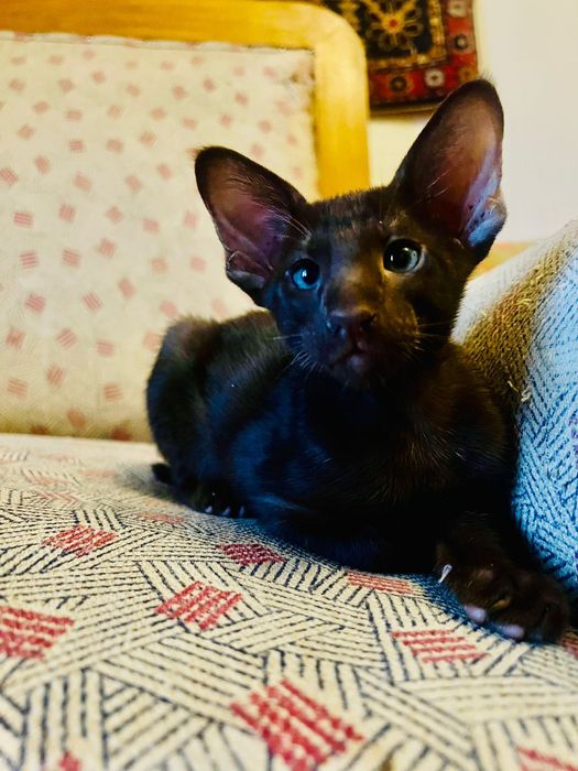 Ориентальные котята