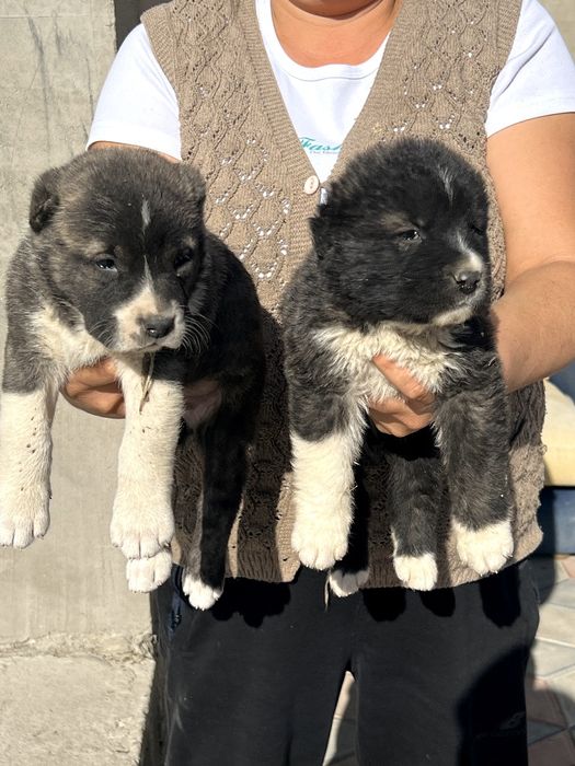 Шенки алабая 1 месиц