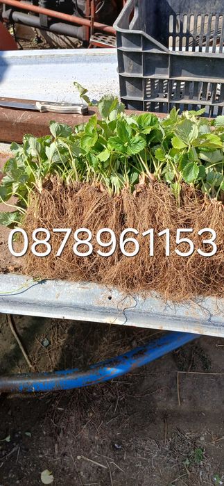 Разсад Ягоди И малини